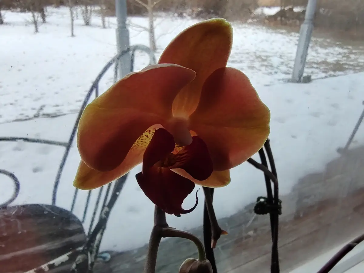 A vibrant orange and yellow orchid blooms indoors near a window, with a snowy outdoor scene visible through the glass. The…