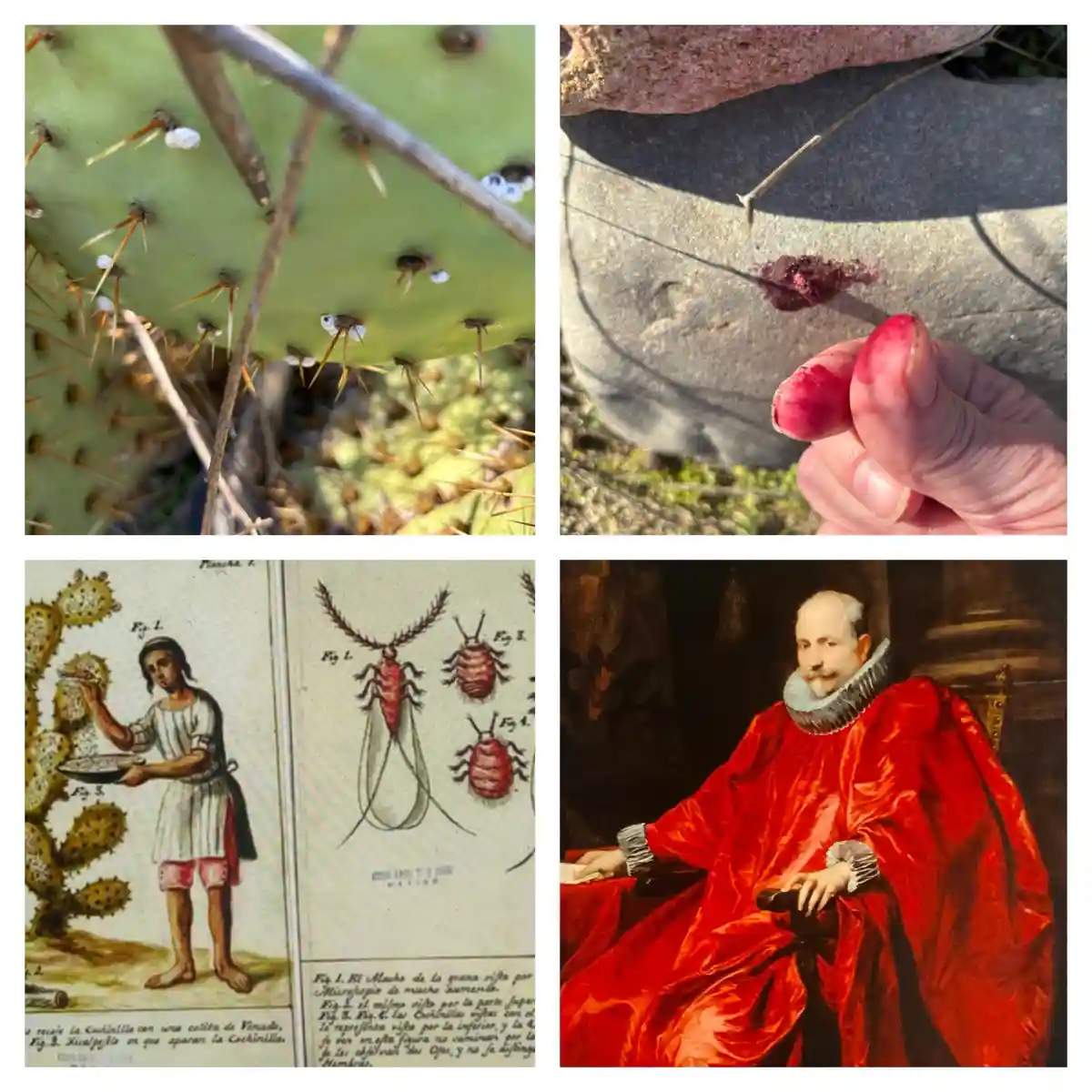 A four-panel meme showing a prickly pear cactus with cochineal insects, a finger with a puncture wound and dried blood, a…