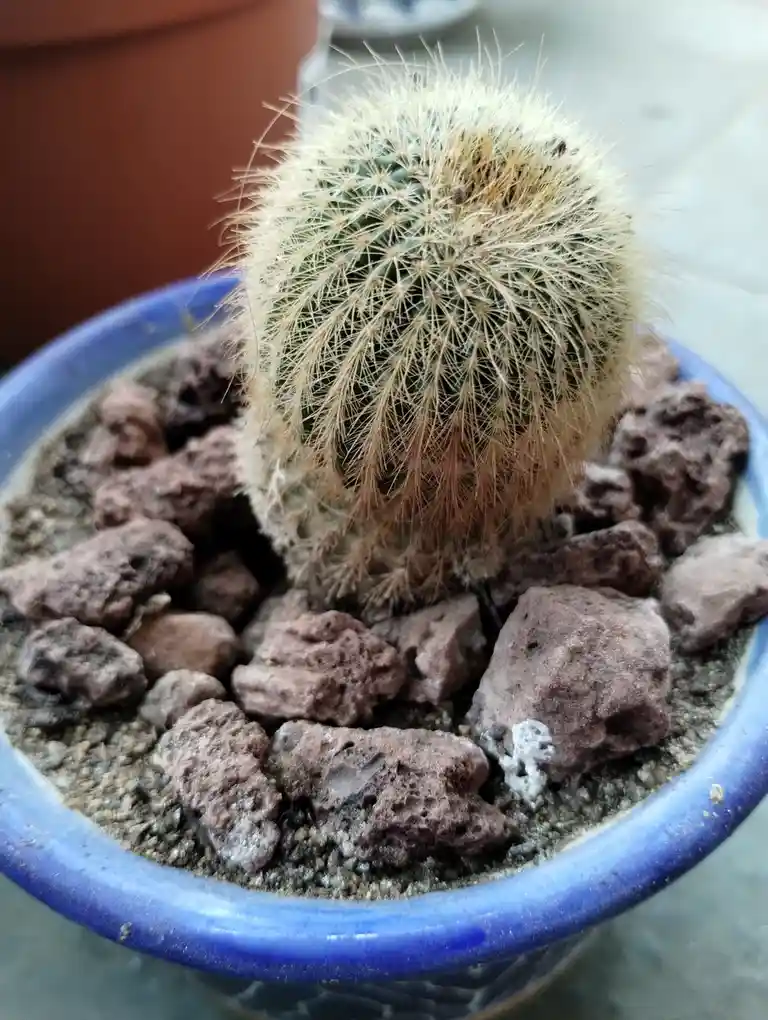 A close-up photo shows a small, round cactus with dense, long, light-brown spines that resemble hair, planted in a blue…