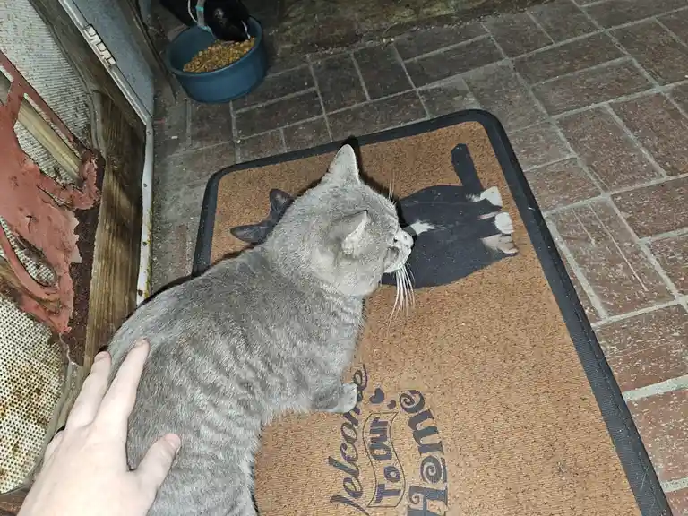 A gray cat stands on a brown doormat that reads 'Welcome to Our Home' and features a black-and-white cat silhouette. A human…