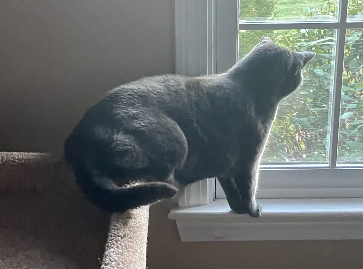 A gray cat is perched on a window ledge, looking out at green foliage, with its body angled away from the viewer. The cat is…