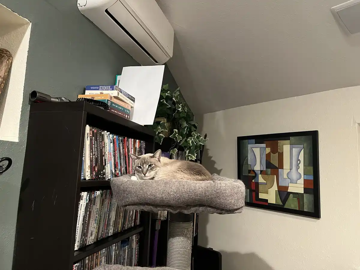 A grey cat lounges on a grey fabric cat bed perched atop a cat tree next to a dark bookshelf filled with DVDs. Above the…