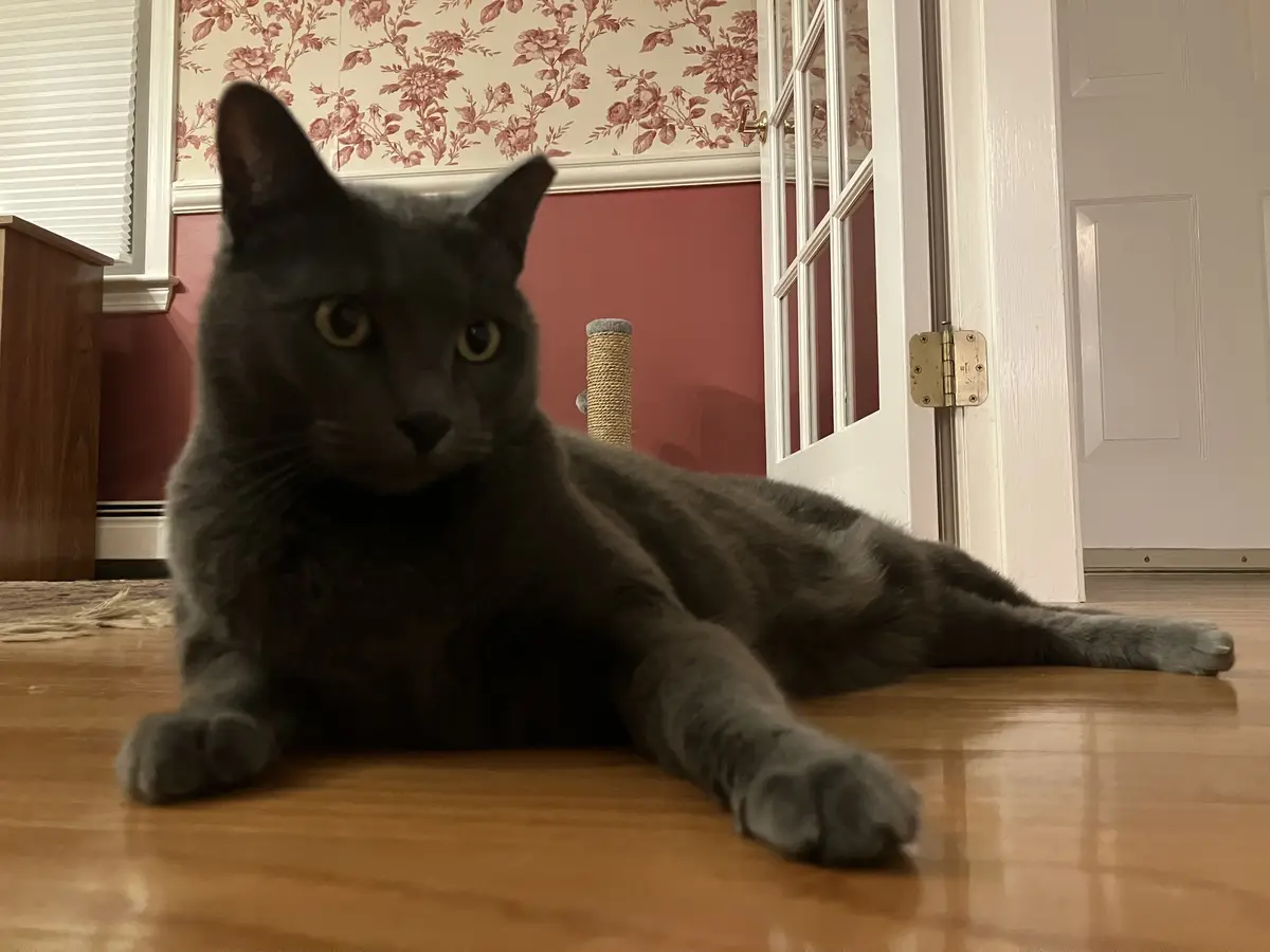 A gray cat lies sprawled on a hardwood floor, looking directly at the camera with a calm, unbothered expression. Behind it…