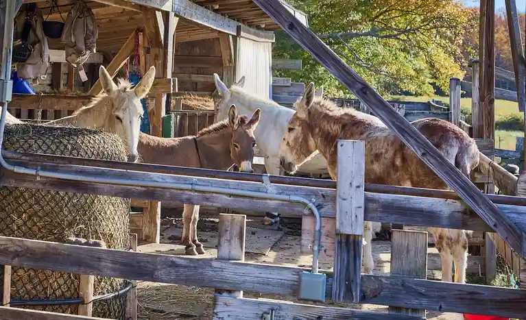 All About Donkeys: The Unsung Heroes of the Animal Kingdom