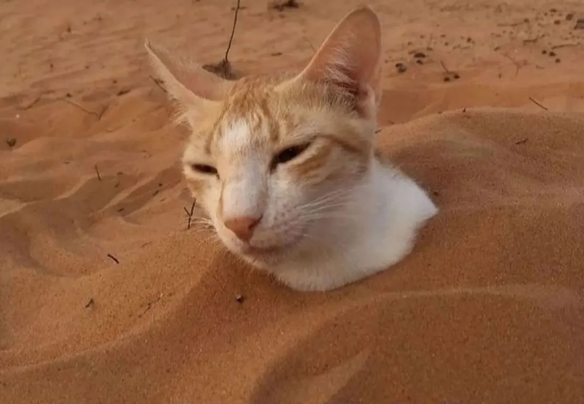 Meet the Sandman Cat: A Feline Dreamer