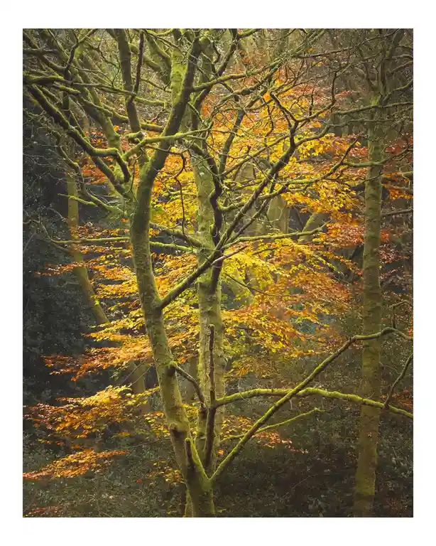 A serene forest scene with moss-covered trees and vibrant orange-yellow autumn leaves, overlaid with the text 'i'm not lazy…