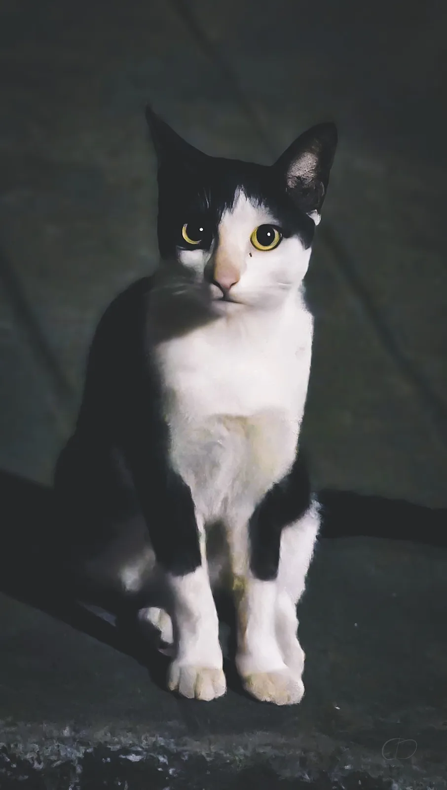 A black and white cat sits in dim lighting, its face illuminated to show a human-like expression with wide yellow eyes and a…