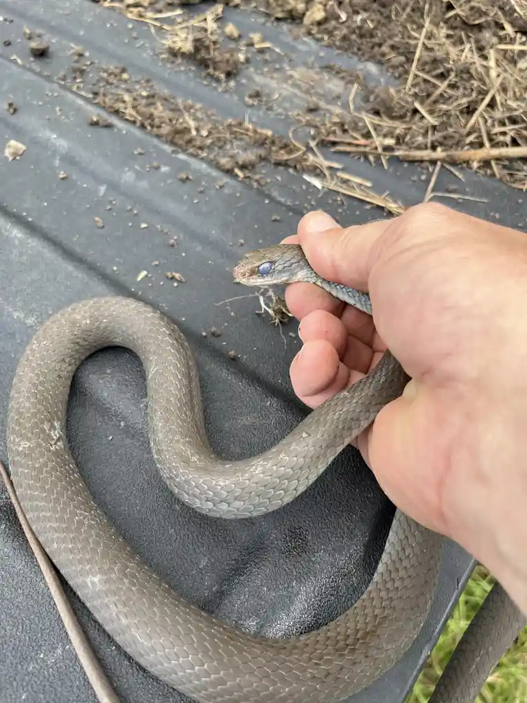 A person's hand holds a gray snake with a distinct blue eye, coiled on a black plastic surface with dirt and straw nearby…
