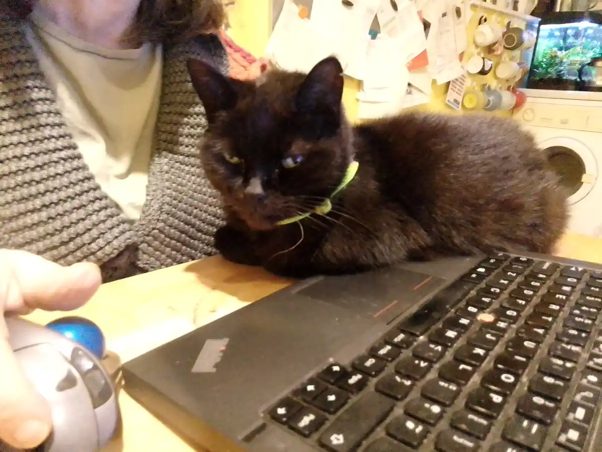 A black cat with a green collar lounges on a wooden desk next to a laptop, looking unimpressed while a person's hand holds a…