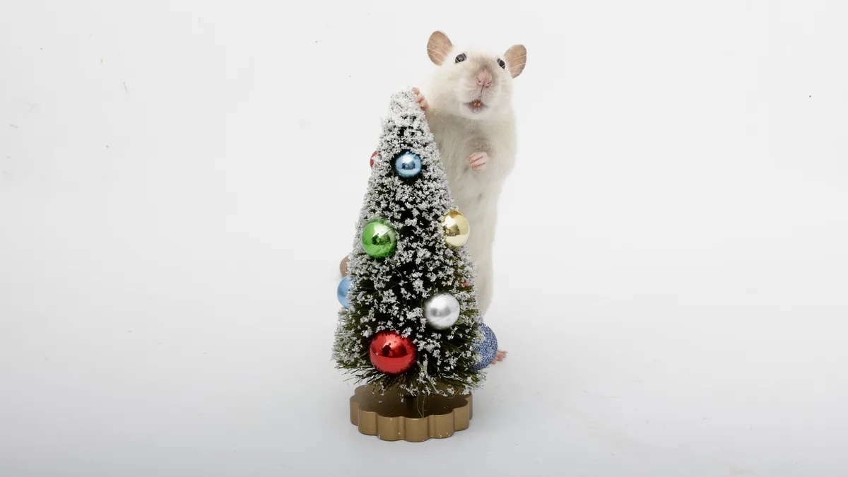 On the second day of Ratmas, my furry friends gifted me... a popcorn Christmas tree!