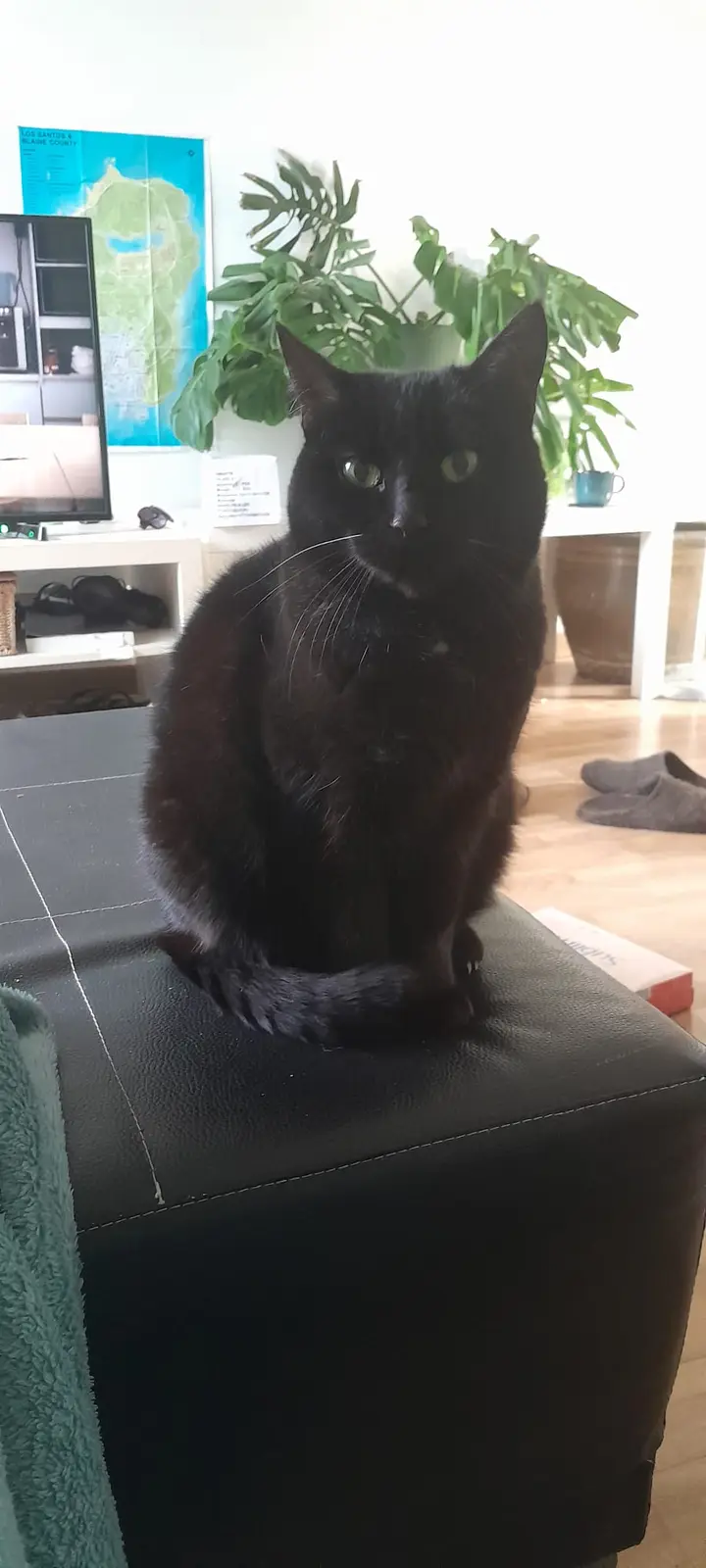 A black cat with green eyes sits upright on a black leather ottoman in a living room, looking directly at the camera with a…