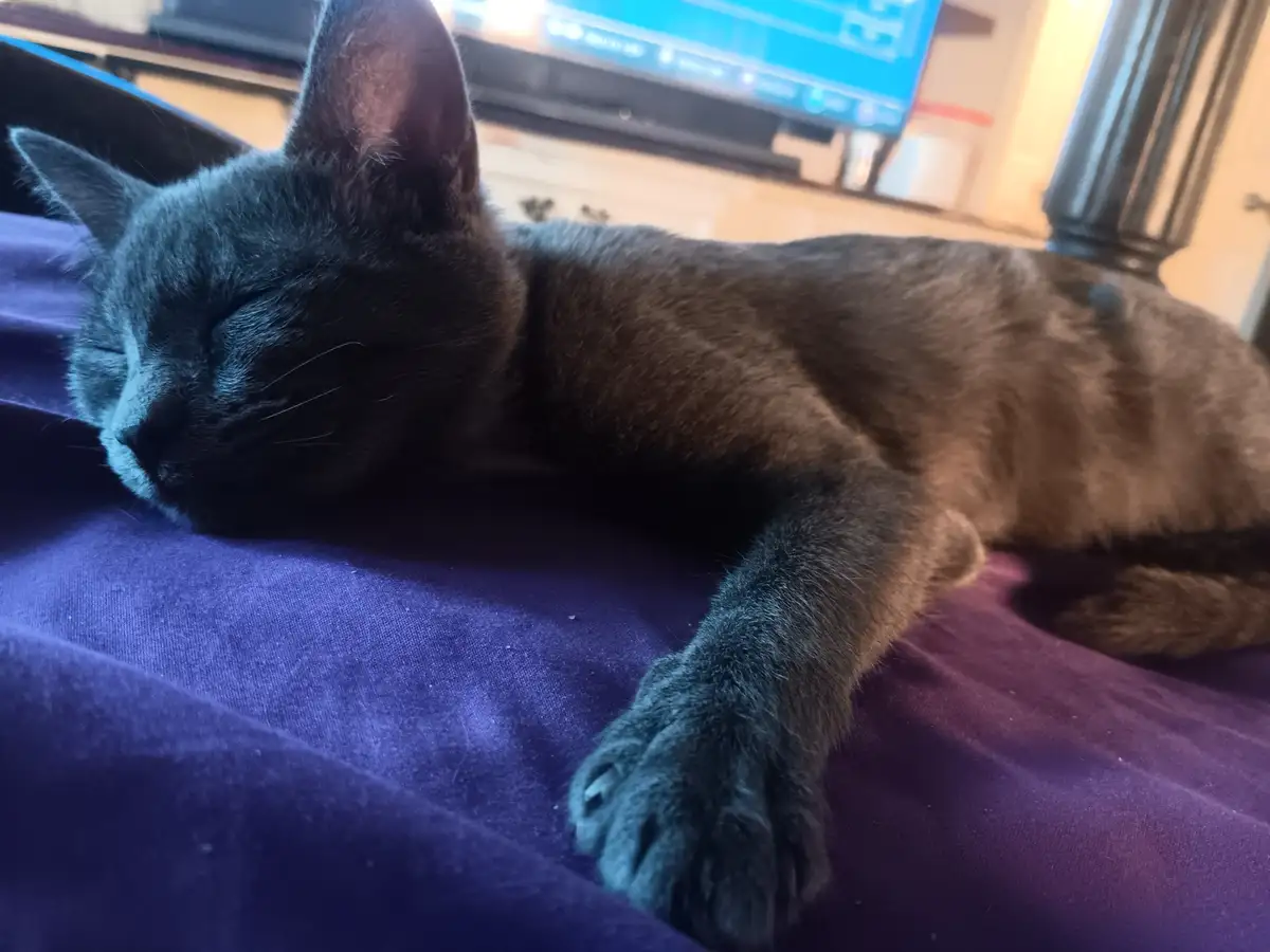 A dark gray cat is sleeping peacefully on a purple fabric surface, its eyes closed and one paw extended. In the background…