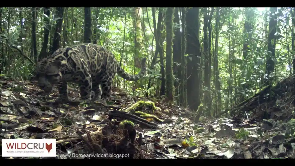 A Bornean clouded leopard walks through a dense, leaf-littered jungle forest, captured by a wildlife camera trap. The image…