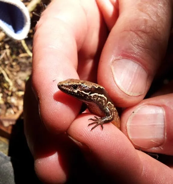 A small brown and tan lizard with white stripes rests on a person's fingers. The overlaid text reads 'i'm not a lizard, i'm…