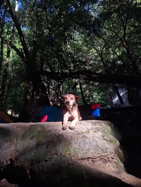 Met this adorable pup while camping!