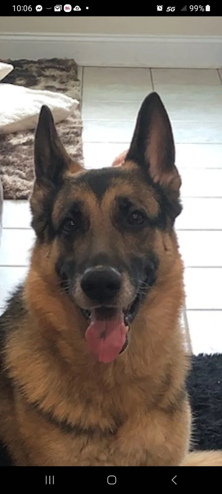 Meet Rexy: The Inspiring Rescue Story