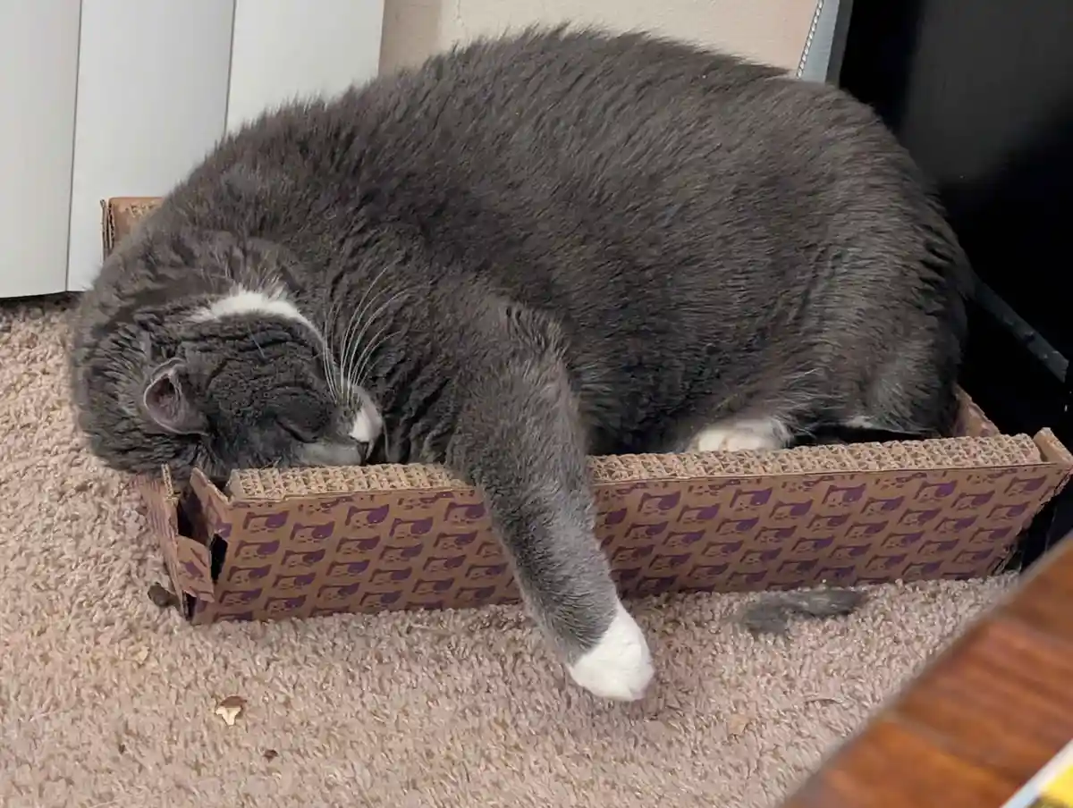 A large, fluffy gray cat with white paws is curled up and sleeping inside a small cardboard box decorated with purple cat…