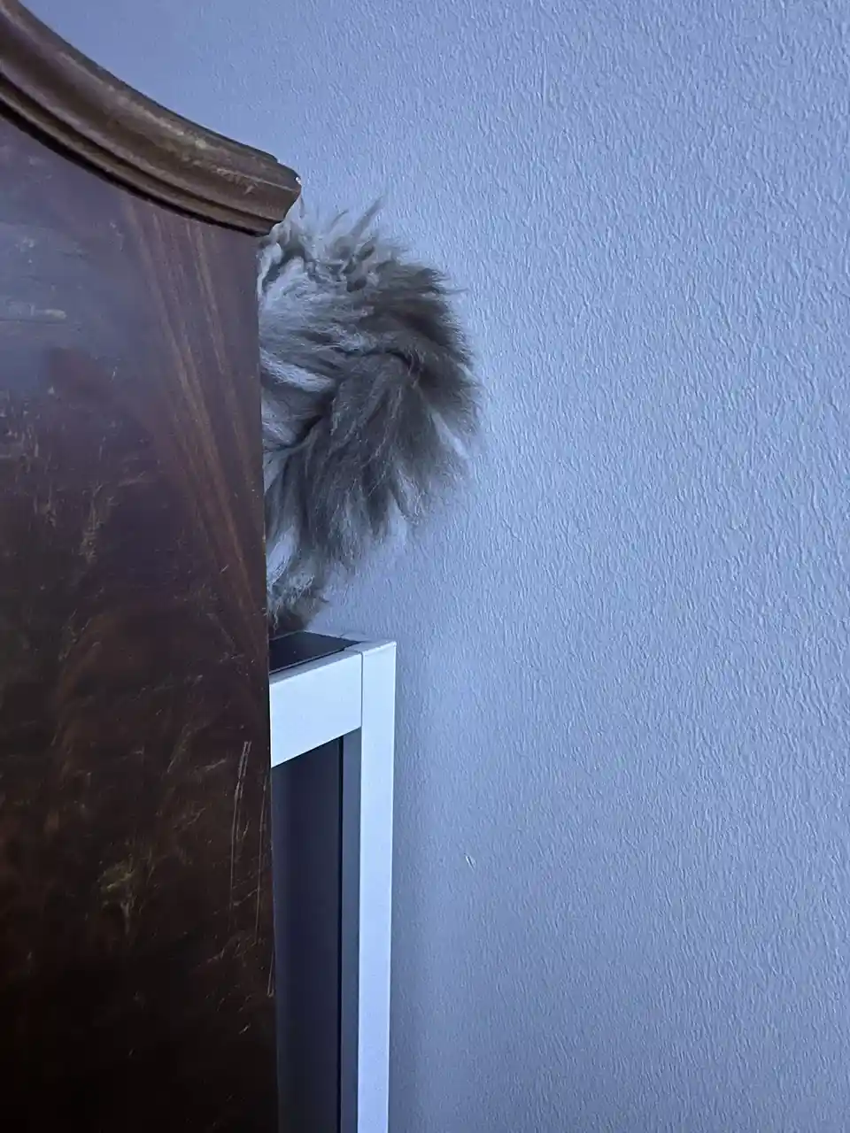 A fluffy gray cat's tail peeks out from behind a dark wooden piece of furniture, partially obscured by a white vertical…
