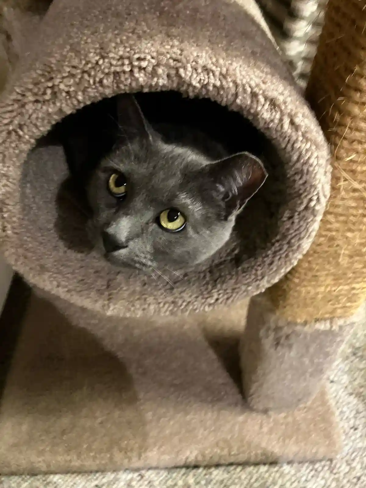 A gray cat with bright yellow eyes peers out from inside a plush, beige cat tunnel on a cat tree, looking directly at the…