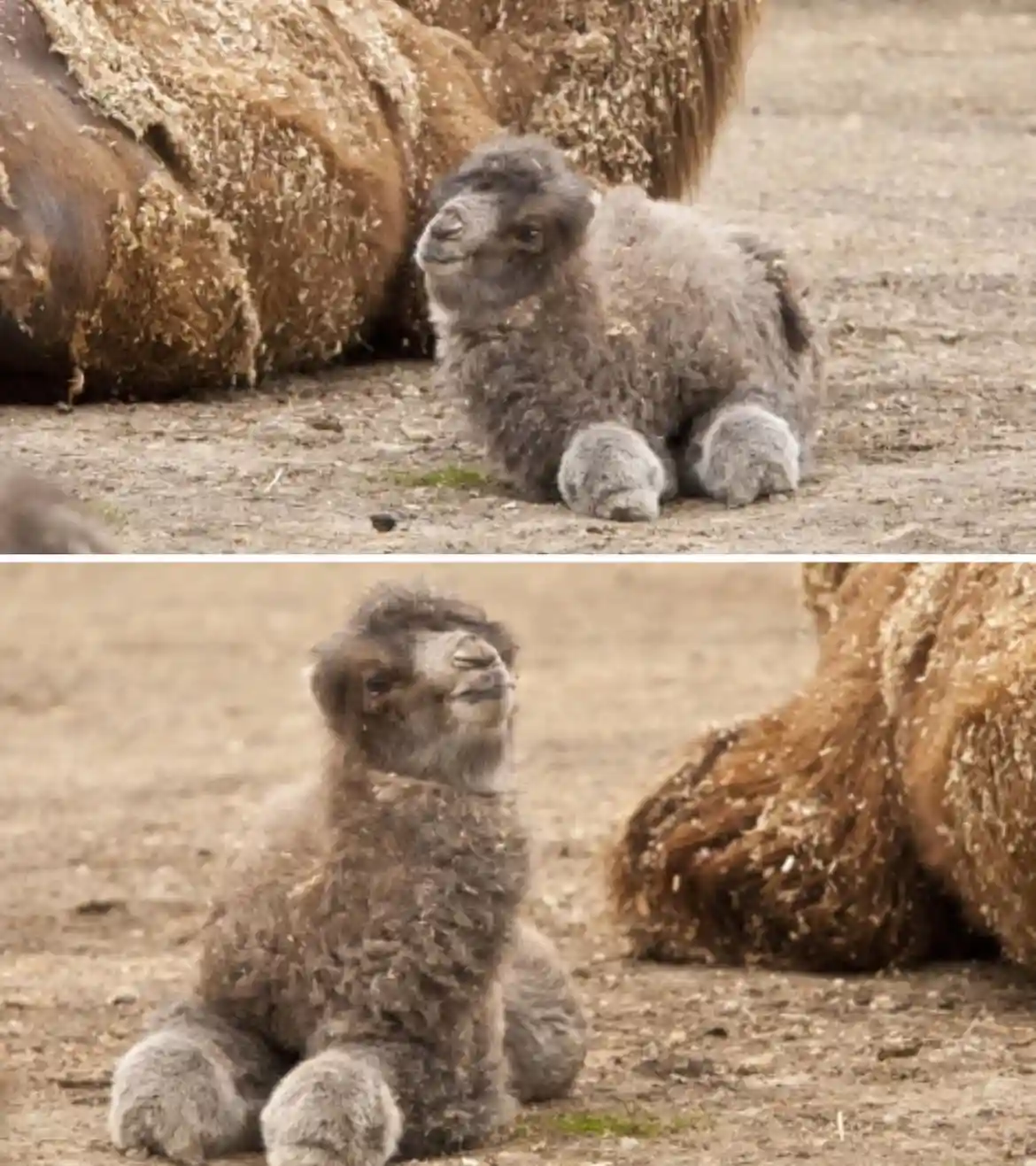 Two images show a fluffy baby alpaca sitting on dusty ground next to an adult alpaca. In both photos, the baby alpaca has a…
