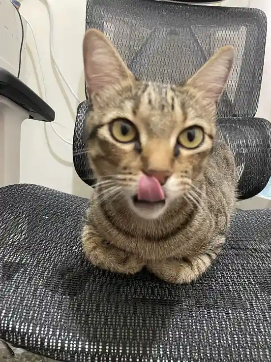 Just a cat being adorable