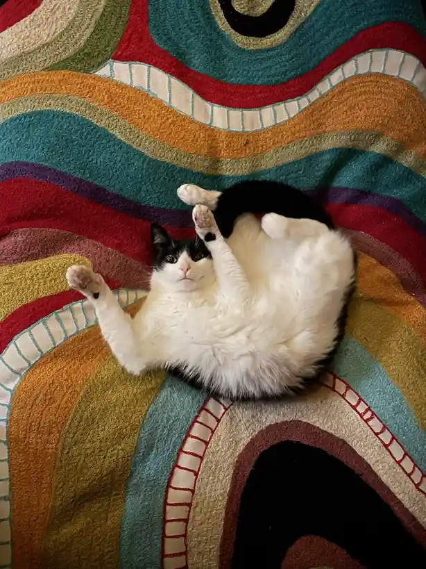 A black and white cat lies on its back on a colorful, patterned rug with its paws in the air, looking directly at the camera…