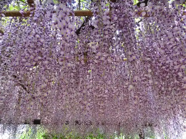 A dense canopy of purple wisteria flowers hangs from wooden beams, creating a lush, floral tunnel. Overlaid text reads 'i'm…