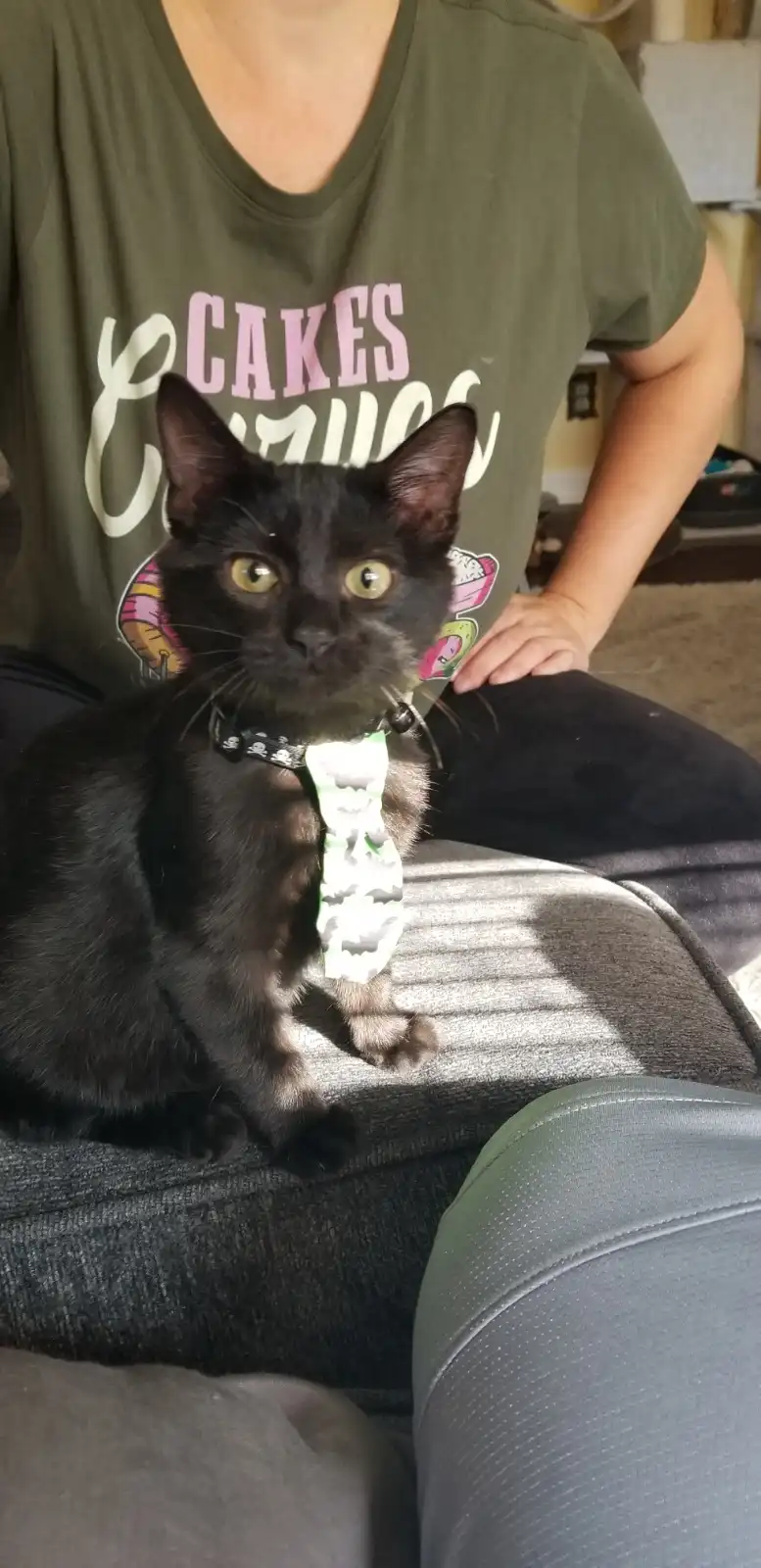 A black cat with wide, startled eyes sits on a person's lap, wearing a green and white bat-patterned tie. The person behind…