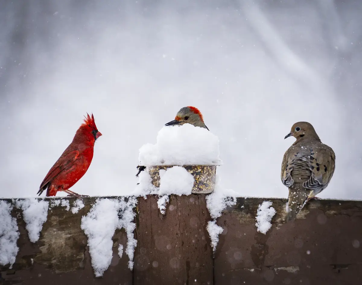 Three birds—a red cardinal, a woodpecker, and a mourning dove—stand on a snow-covered wooden fence beside a bird feeder…