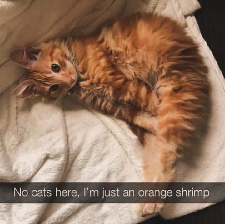An orange tabby cat is lying curled up on a white blanket, looking directly at the camera with wide eyes. The image has a…