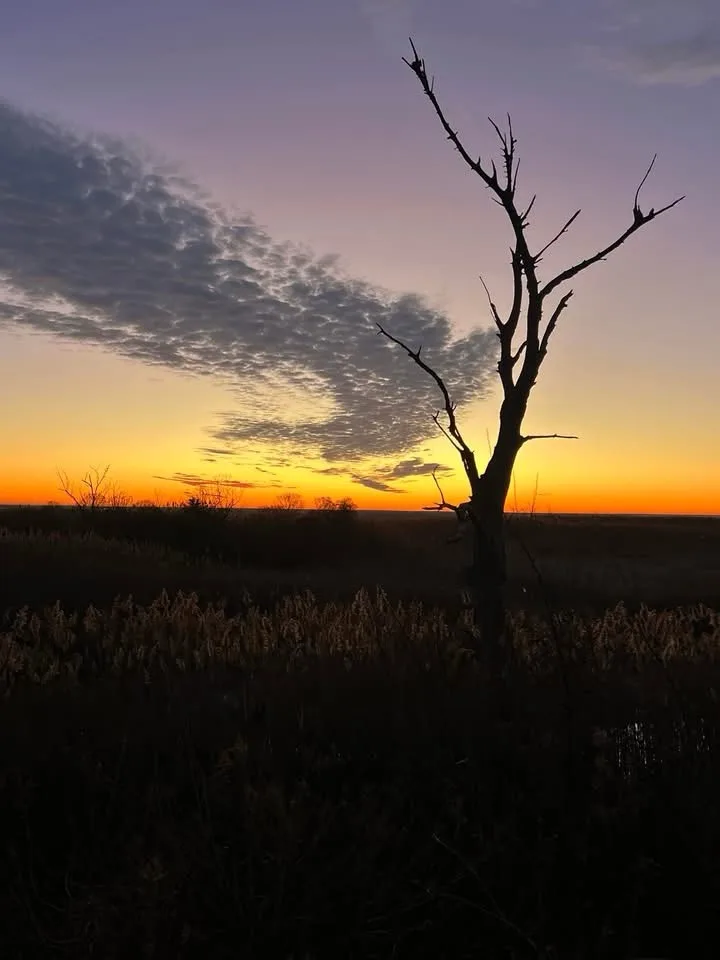 A silhouette of a bare, leafless tree stands alone in a field at sunset, with vibrant orange and purple sky behind it. The…