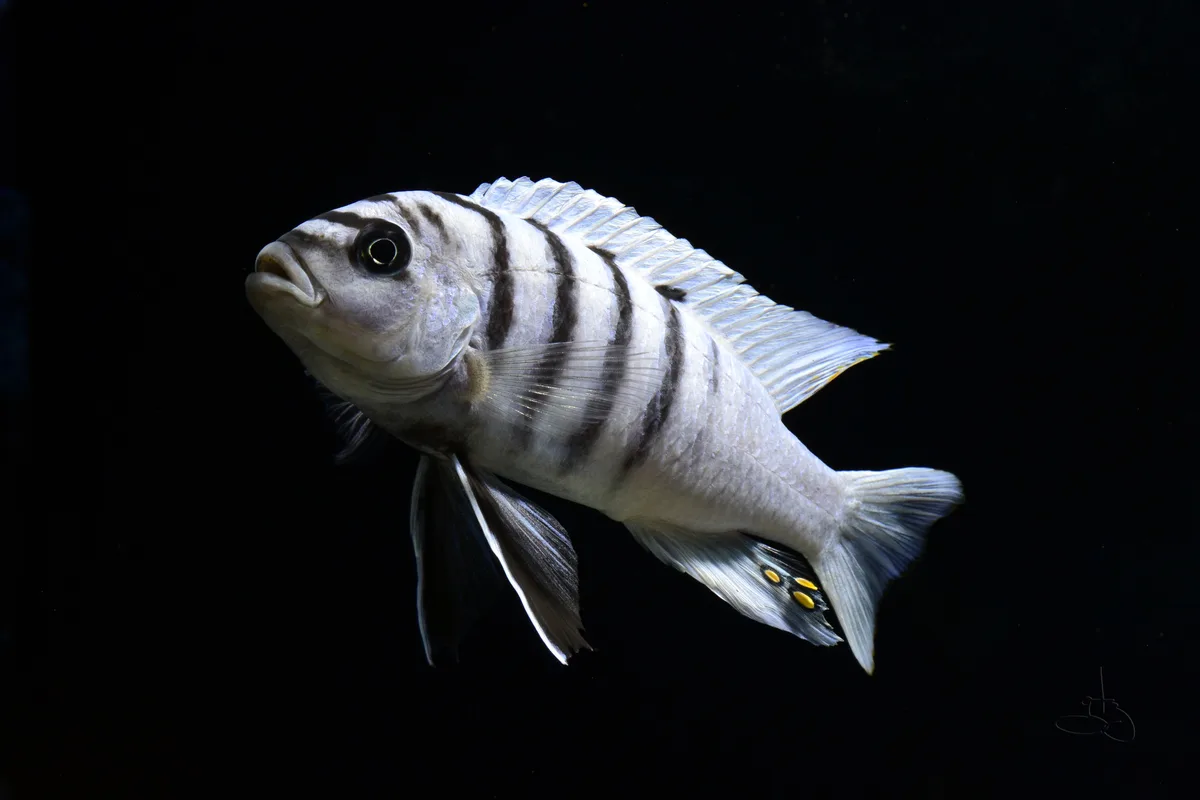 A close-up photograph of a fish with bold black and white horizontal stripes, resembling a zebra, swimming against a solid…