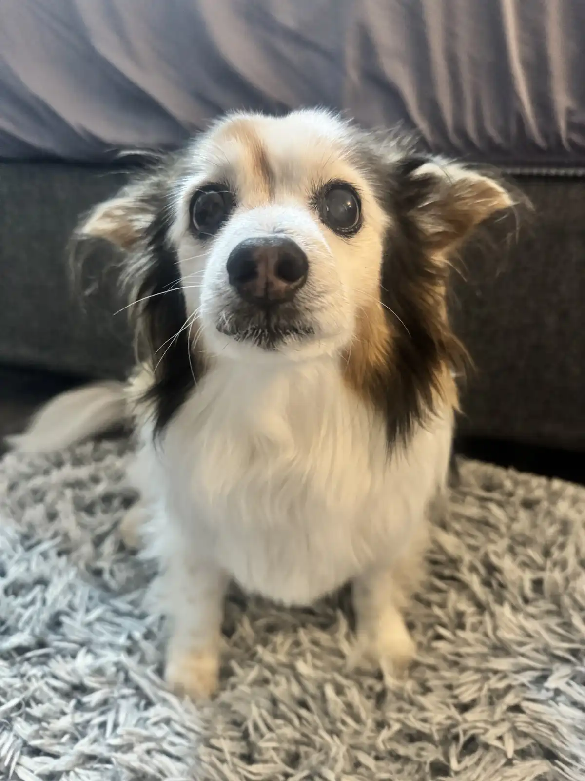 A small, fluffy dog with large, expressive eyes and a white and brown coat sits on a gray shag rug in front of a dark gray…