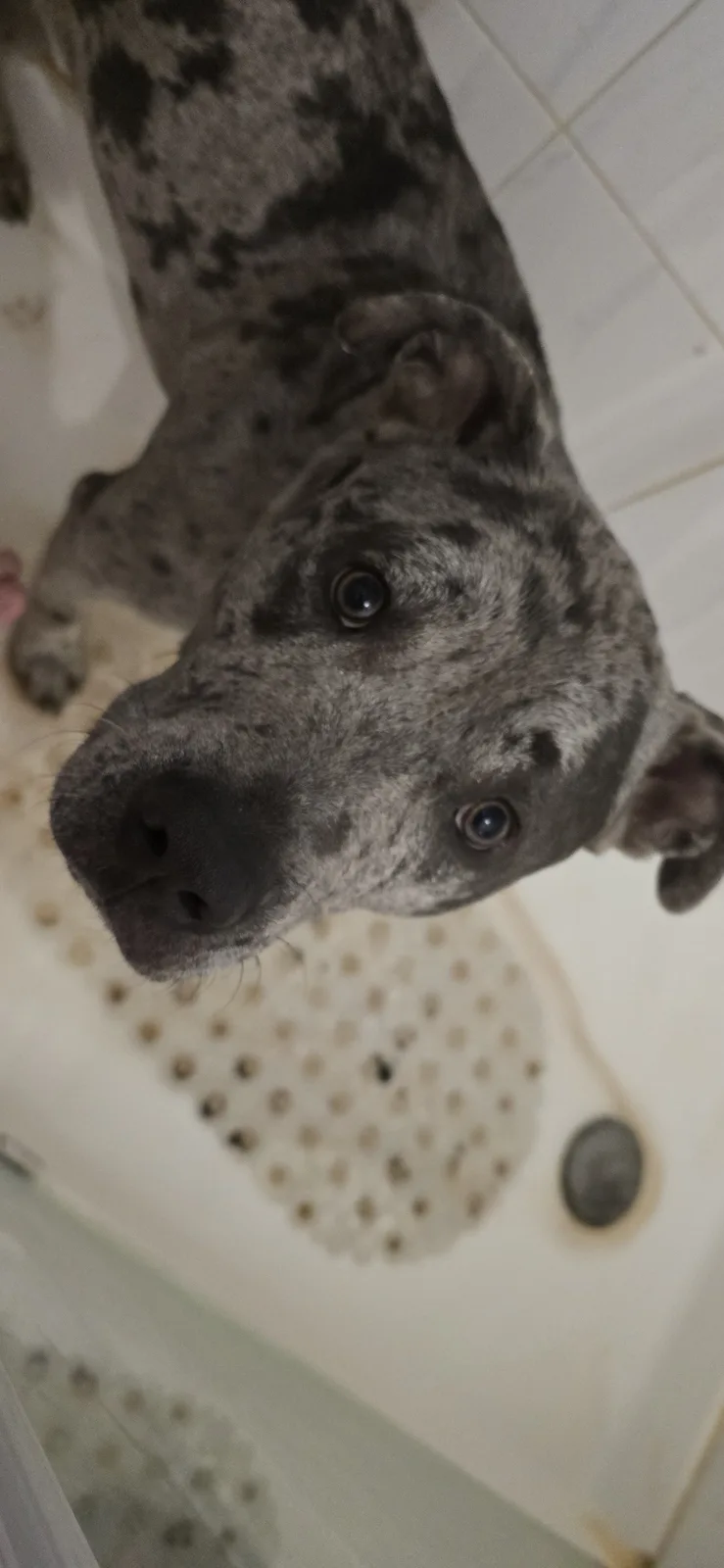 A close-up, low-angle shot shows a gray and black spotted dog looking up directly at the camera from inside a shower stall…