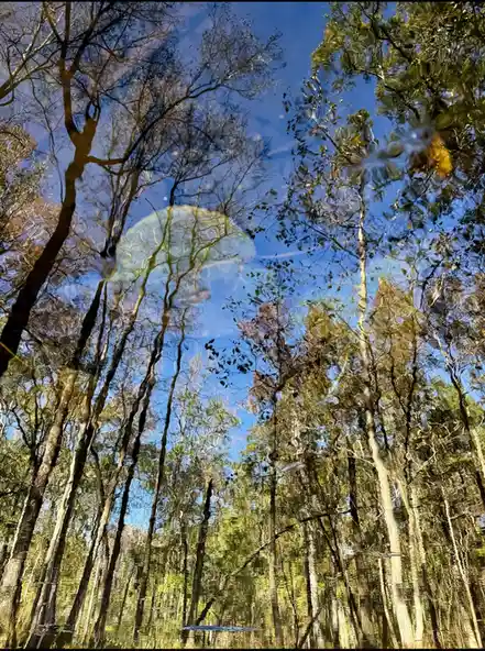 A distorted, mirrored forest scene with trees and sky reflected in water, overlaid with the text 'i'm not crying, you're…