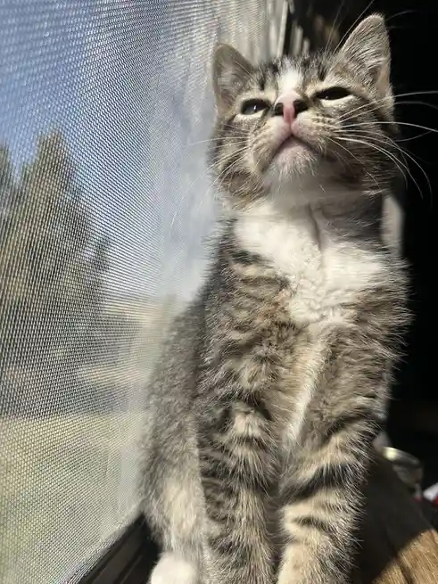 A close-up of a tabby kitten with a white chest sitting on a windowsill behind a screen, looking upward with half-closed…