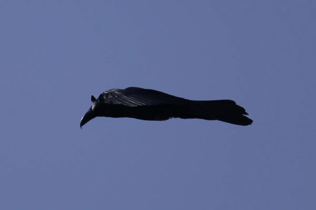 The Sneaky Corvid Stealth Bomber in Action