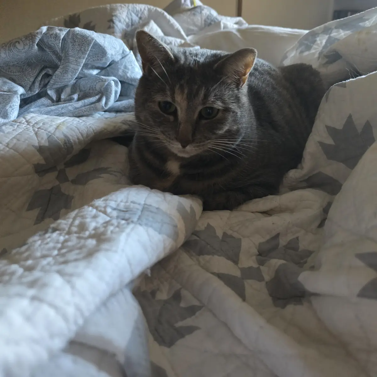 A Daily Dose of Cat Pictures to Brighten Your Day