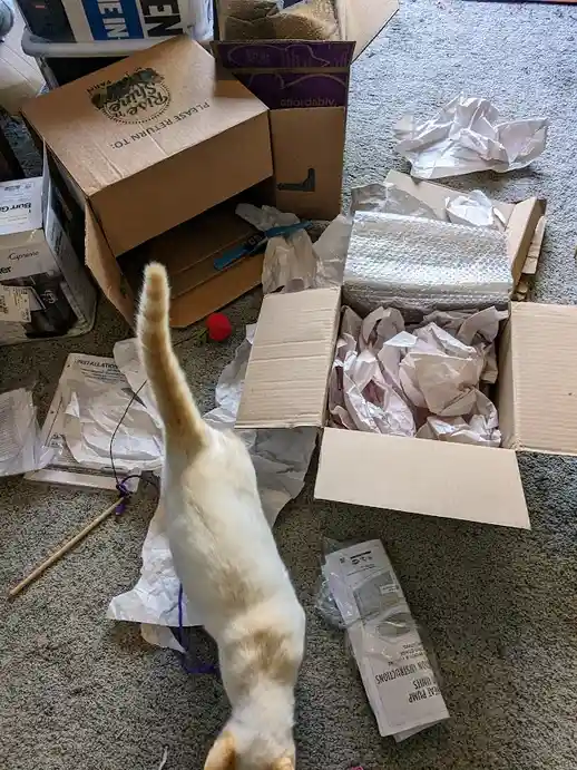 A white cat with a raised tail stands on a carpeted floor surrounded by open cardboard boxes, crumpled packing paper, bubble…