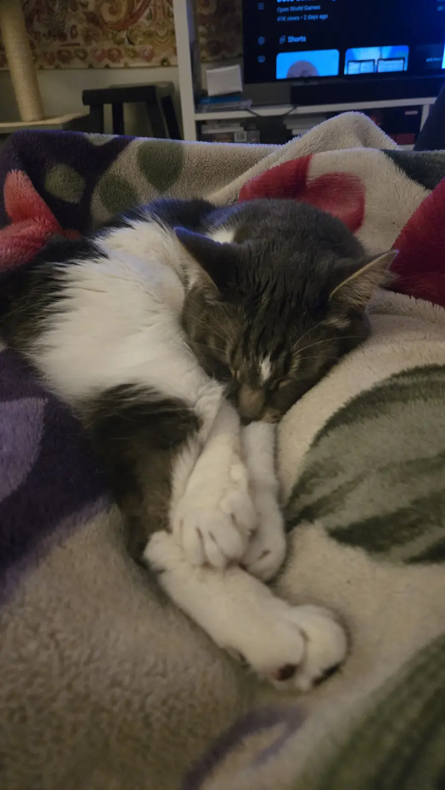 Caturday Cuddles: The Ultimate Snuggle Session