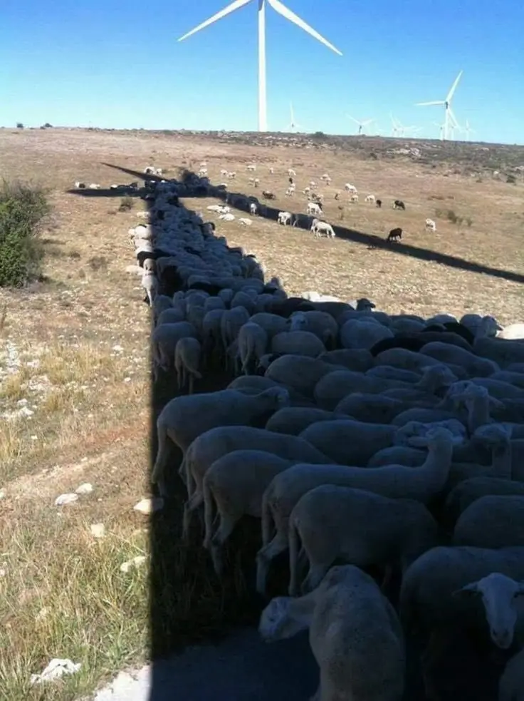 A long line of sheep stands in a stark, shadowed path under bright sunlight, with wind turbines visible in the background…