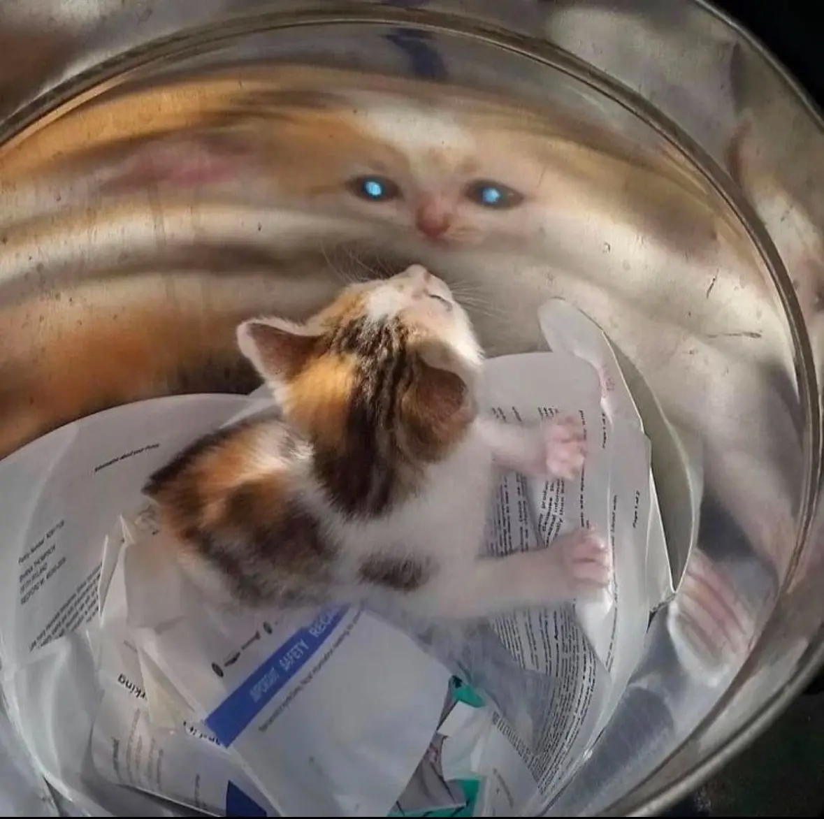 A small calico kitten sits inside a metal trash can filled with crumpled papers, looking up with wide, glowing blue eyes…