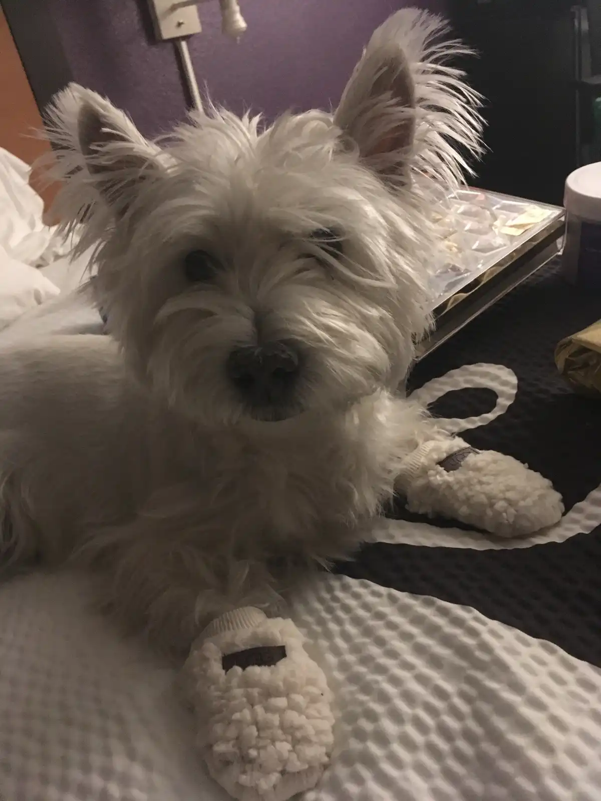 A small, fluffy white dog with one eye partially closed sits on a bed wearing white, fluffy booties on its paws. The dog…