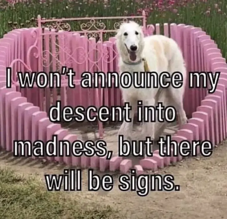 A white dog stands inside a pink, heart-shaped fence made of plastic or metal panels, looking directly at the camera with…