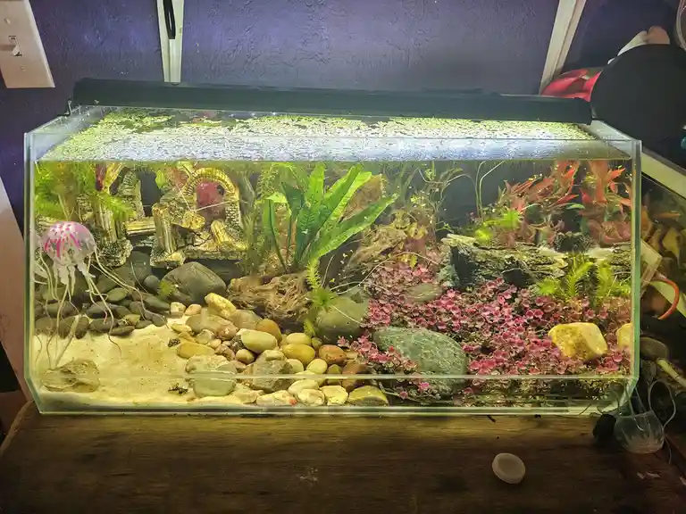 A rectangular glass aquarium sits on a wooden surface, filled with water, sand, rocks, and various artificial plants…