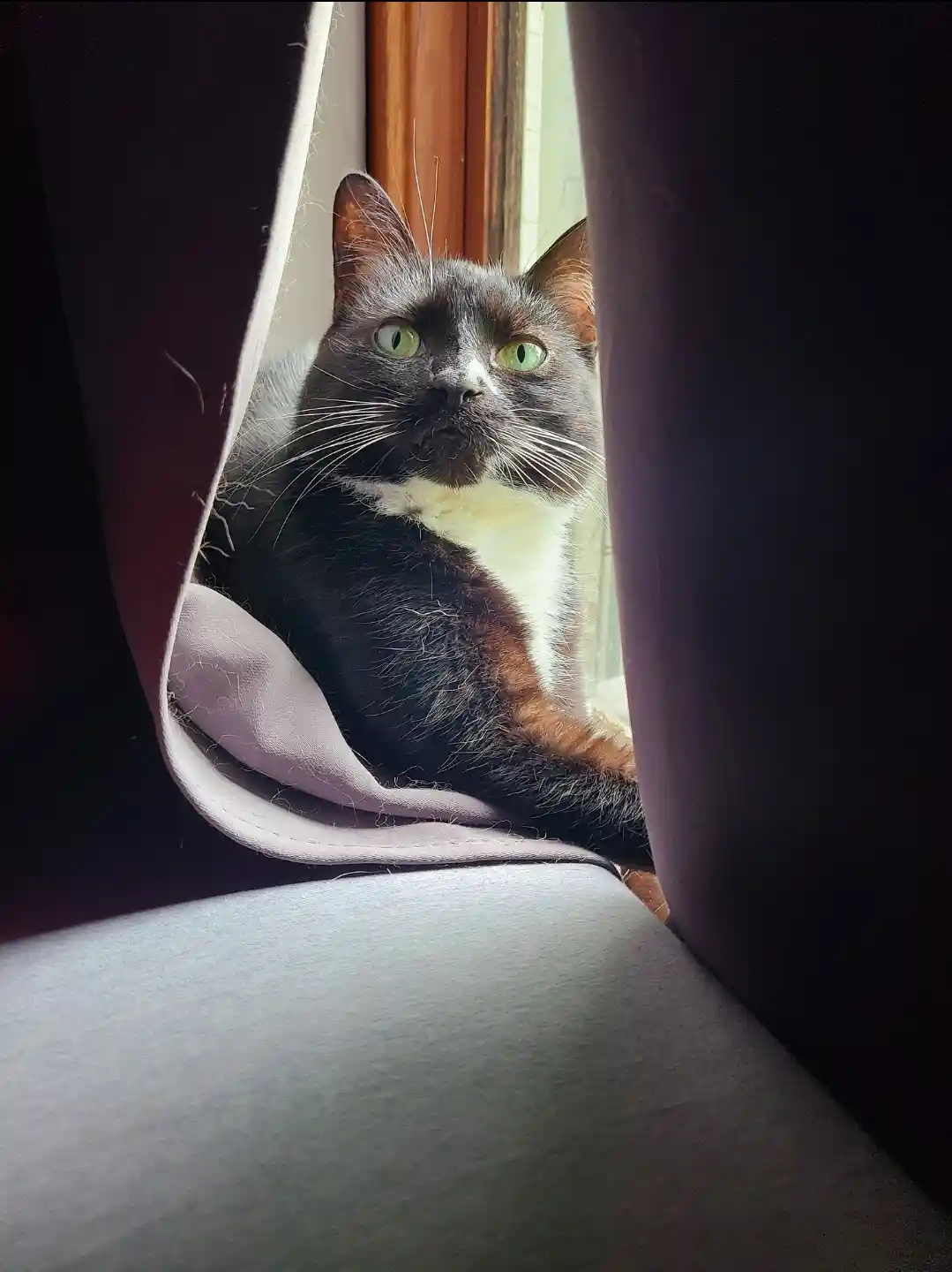 A black and white cat with green eyes is peeking out from behind dark curtains, sitting on a light-colored surface, looking…