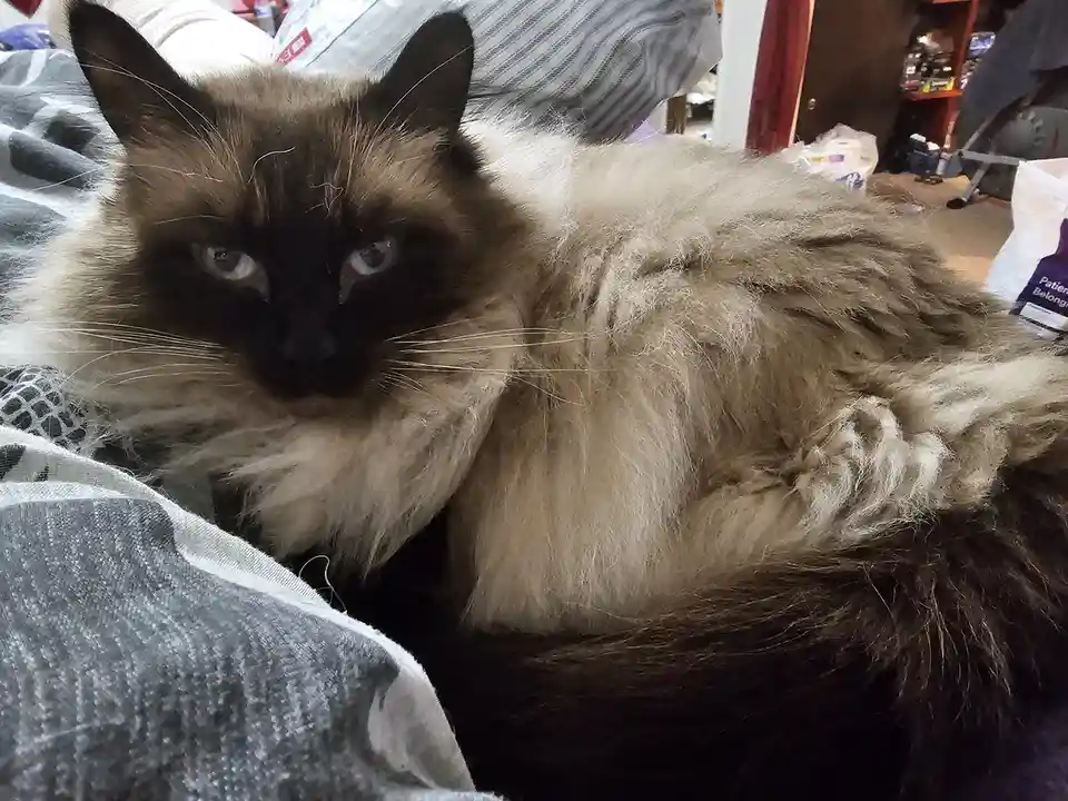 A fluffy, long-haired cat with dark points and light-colored fur lies sprawled on a bed, looking directly at the camera with…