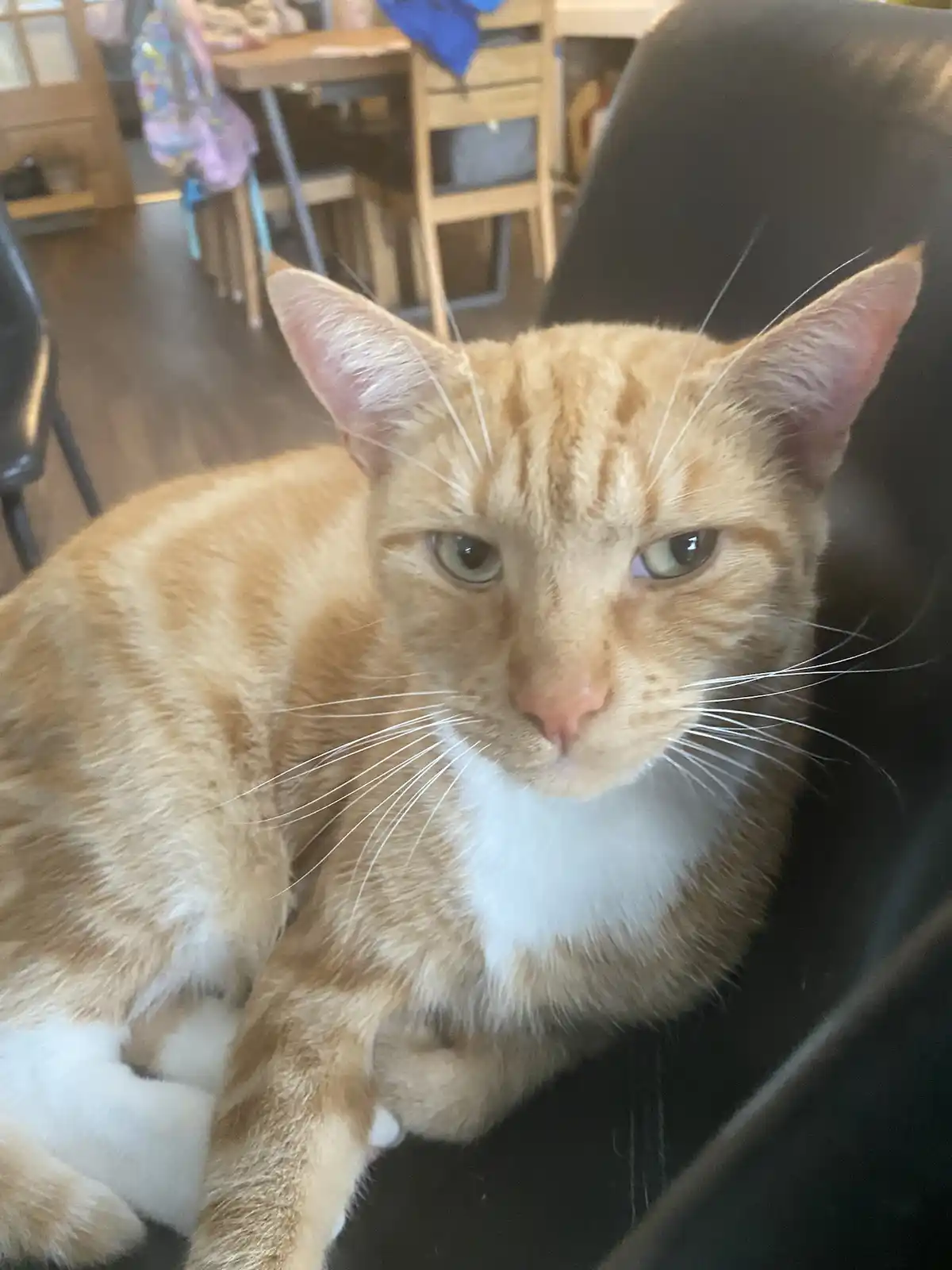 An orange tabby cat with a white chest and paws sits in a black chair, looking directly at the camera with a slightly…