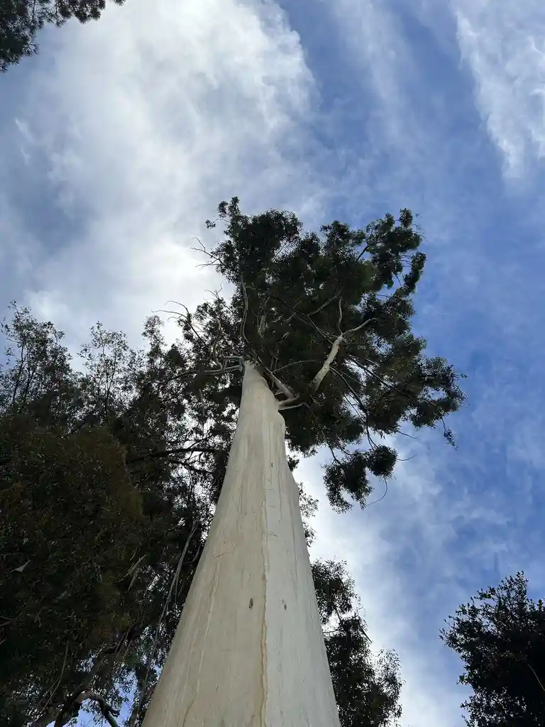 A low-angle photo shows a tall eucalyptus tree with a pale trunk and green canopy against a blue sky with wispy clouds. The…