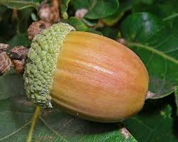 A close-up photograph of a single acorn with a textured green cap and smooth brown body, resting on green leaves. The image…